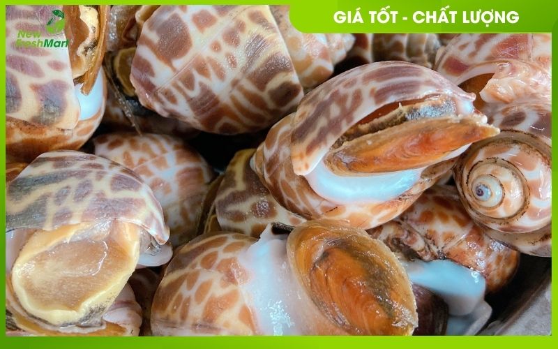 ốc hương ốc hương