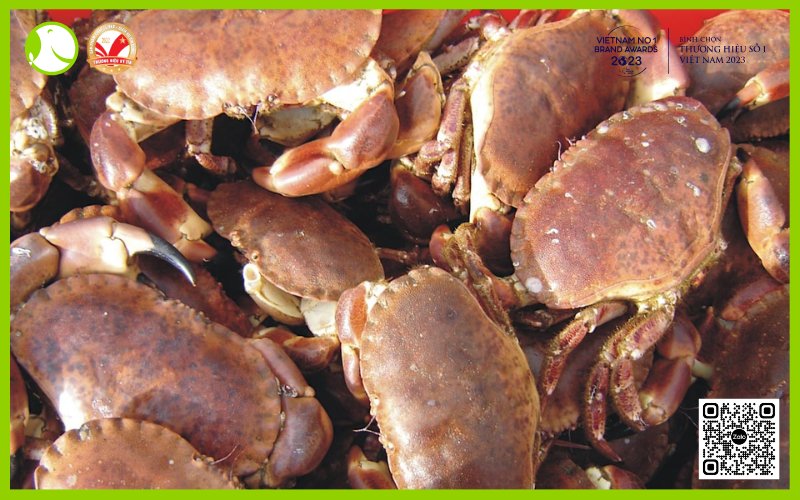 Cua nâu Nauy tươi nhập khẩu