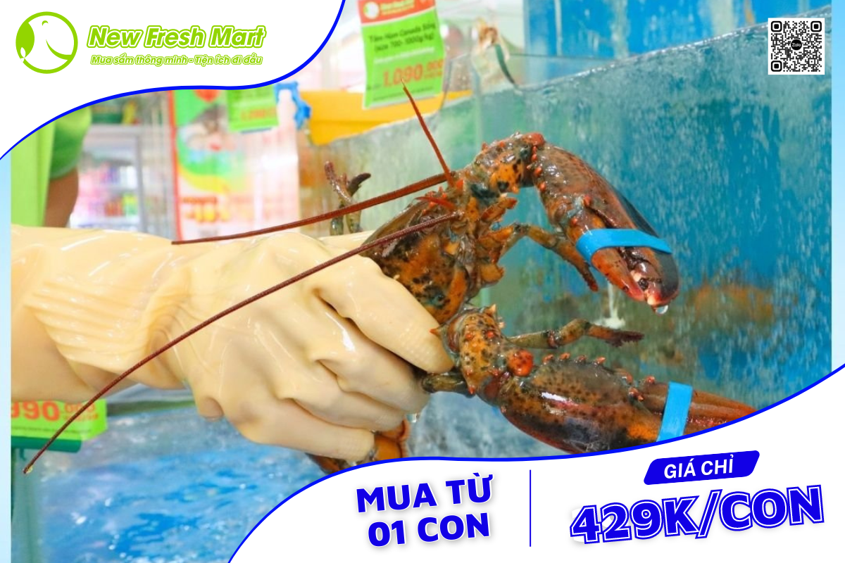 1 con tôm hùm giá chỉ 429k/con 1 con tôm hùm giá chỉ 429k/con