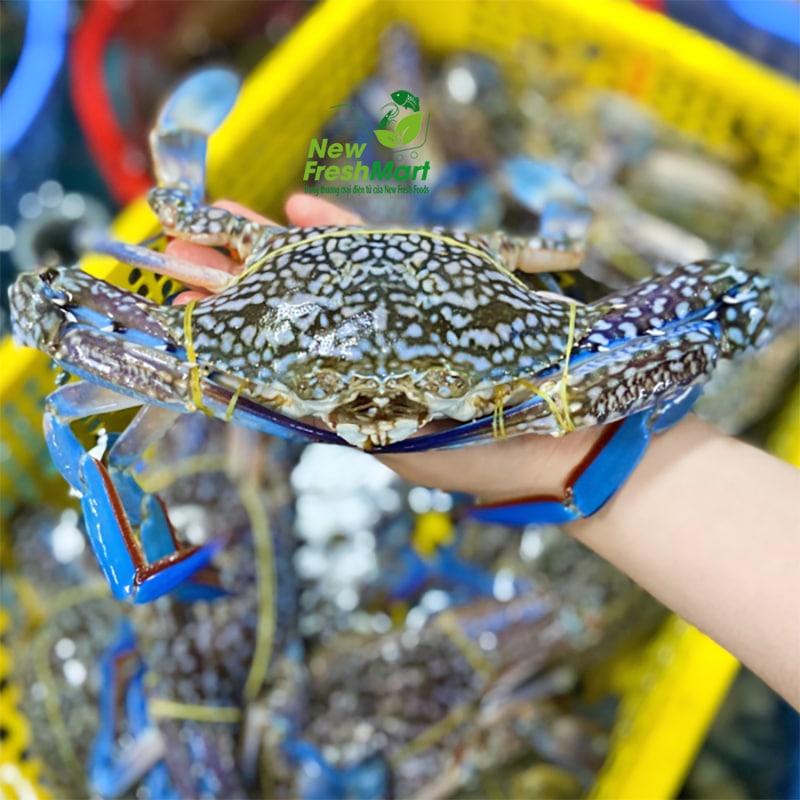 GHẸ XANH SỐNG NGUYÊN CON