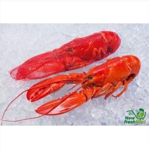 Tôm Hùm Baby Canada Hấp Combo 2 Con Tôm Alaska