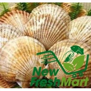 Sò Điệp Nhật Nguyên Con Đông - 500G