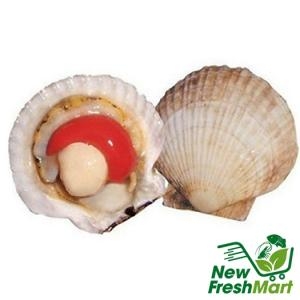 Sò Điệp Nhật Nửa Mảnh Size Lớn - 500G