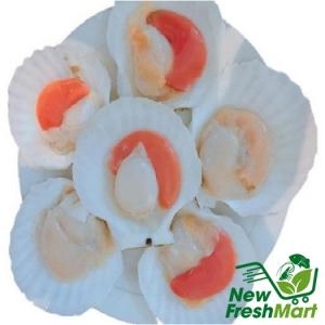 Sò Điệp Nhật Nửa Mảnh Size Nhỏ - 500G