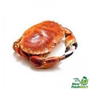 Cua Nâu Nauy Đông Lạnh - 1 Con