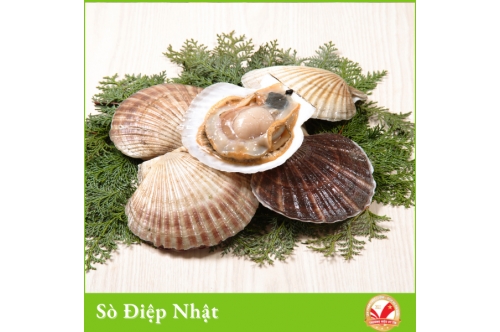 Món Ngon Dinh Dưỡng Từ Sò Điệp Nhật Chỉ Trong 10 Phút