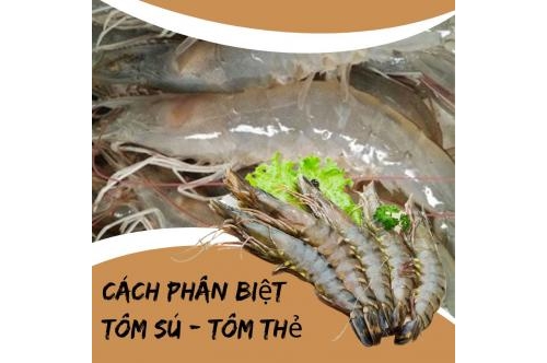 Cách Phân Biệt Tôm Thẻ Và Tôm Sú Đơn Giản Mà Bạn Nên Biết