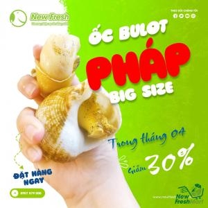 Ốc Bulot Pháp Đông Lạnh Size Đại Ốc Bulot Pháp Đông Lạnh Size Đại