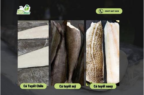 Cá Tuyết - Gợi Ý Một Trong Những Loại Cá Nên Thử Cá Tuyết - Gợi Ý Một Trong Những Loại Cá Nên Thử