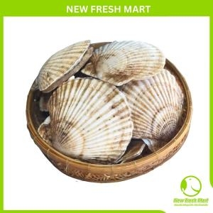 Sò Điệp Nhật Nguyên Con Sống Sò Điệp Nhật Nguyên Con Sống