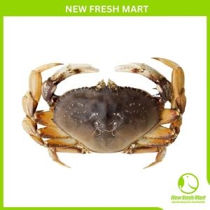 Cua Bắc Mỹ Dungeness Sống Cua Bắc Mỹ Dungeness Sống