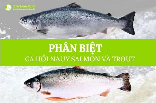 Phân Biệt Cá Hồi Nauy Salmon Và Trout Phân Biệt Cá Hồi Nauy Salmon Và Trout