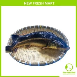 Cá Tầm Nguyên Con Sống Cá Tầm Nguyên Con Sống