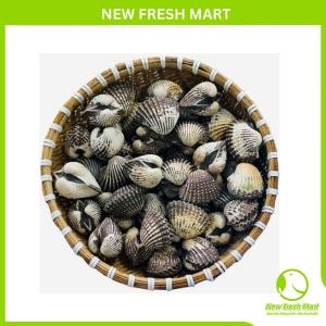 Sò Huyết Nguyên Con Sò Huyết Nguyên Con
