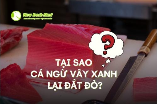 Tại Sao Cá Ngừ Vây Xanh Lại Đắt Đỏ Tại Sao Cá Ngừ Vây Xanh Lại Đắt Đỏ