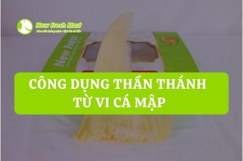 Công Dụng Thần Thánh Từ Vi Cá Mập Công Dụng Thần Thánh Từ Vi Cá Mập