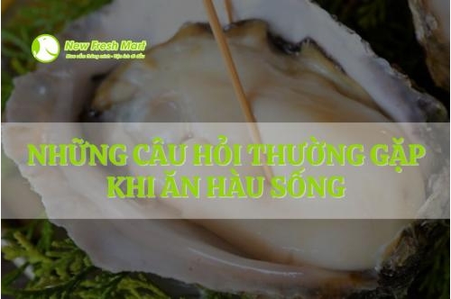 Câu Hỏi Thường Gặp Khi Ăn Hàu Sống Câu Hỏi Thường Gặp Khi Ăn Hàu Sống