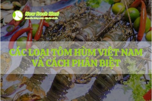 Có Bao Nhiêu Loại Tôm Hùm Việt Nam Và Cách Phân Biệt Có Bao Nhiêu Loại Tôm Hùm Việt Nam Và Cách Phân Biệt