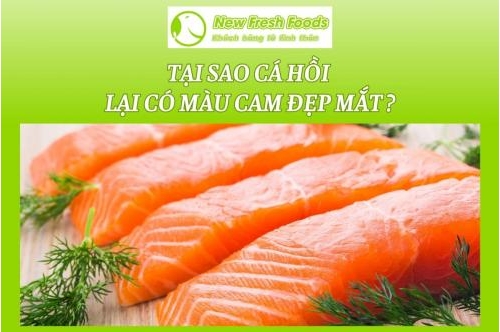 Tại Sao Cá Hồi Tại Có Màu Cam Đẹp Mắt ? Tại Sao Cá Hồi Tại Có Màu Cam Đẹp Mắt ?