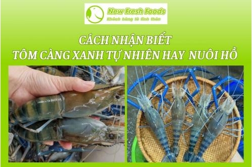 Cách Nhận Biết Tôm Càng Xanh Tự Nhiên Hay Nuôi Hồ Cực Kỳ Đơn Giản Cách Nhận Biết Tôm Càng Xanh Tự Nhiên Hay Nuôi Hồ Cực Kỳ Đơn Giản