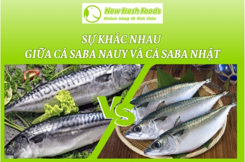 Sự Khác Nhau Giữa Cá Saba Nauy Và Cá Saba Nhật Sự Khác Nhau Giữa Cá Saba Nauy Và Cá Saba Nhật