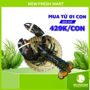 1 Con Tôm Hùm Canada Sống 1 Con Tôm Hùm Canada Sống