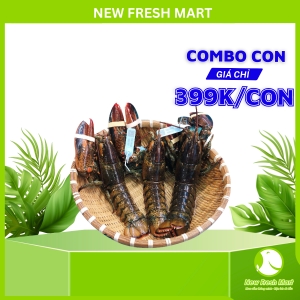 Combo 3 Con Tôm Hùm Canada Sống