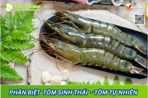 Phân Biệt Giữa Nuôi Tôm Sinh Thái Và Nuôi Tôm Tự Nhiên Phân Biệt Giữa Nuôi Tôm Sinh Thái Và Nuôi Tôm Tự Nhiên