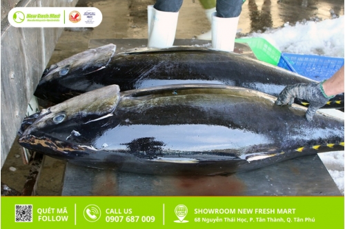 Cá Ngừ – Loài Cá Được Ưa Chuộng Trên Toàn Thế Giới