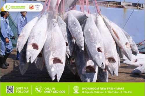 Cá Ngừ Đông Lạnh Có Tốt Không, Cách Bảo Quản Cá Ngừ Đông Lạnh