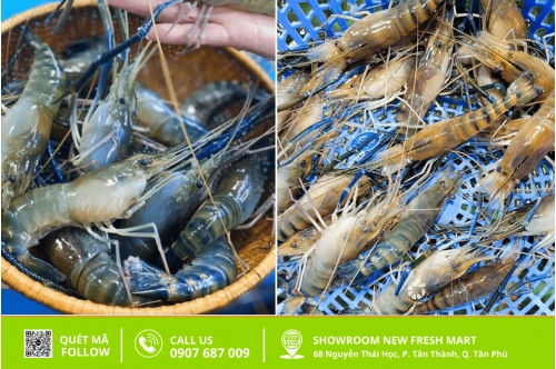 So Sánh Tôm Càng Sen Và Tôm Càng Xanh