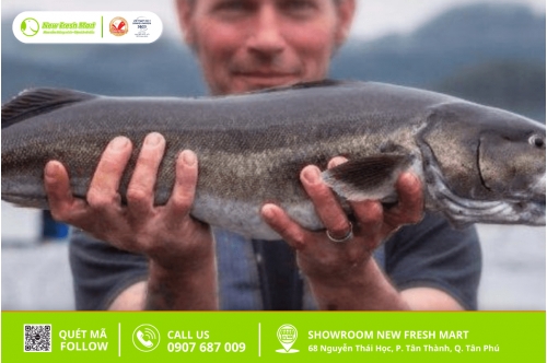 Khám Phá Bí Mật - Cá Tuyết Sống Ở Đâu?