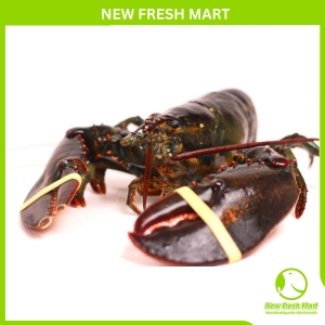 Cobo 5 Con Tôm Hùm Canada Baby Sống