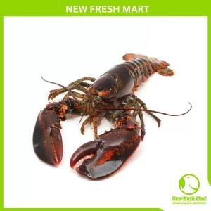 Tôm Hùm Canada Sống Size 500G-700G