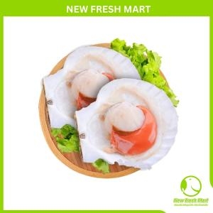 Sò Điệp Nhật Nửa Mảnh Size 8/10