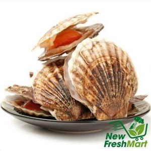 Sò Điệp Nhật Nguyên Con Đông