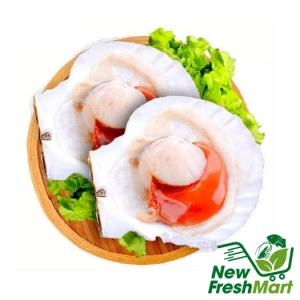 Sò Điệp Nhật Nguyên Con Đông