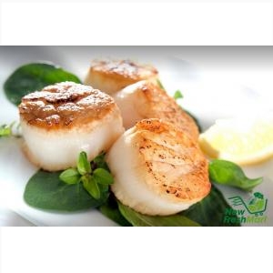 Cồi Sò Điệp Vn Size 60-80