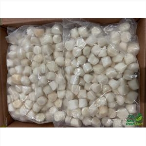 Cồi Sò Điệp Vn Size 60-80