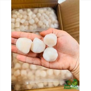 Cồi Sò Điệp Vn Size 60-80