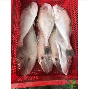 Cá Bò Da Nguyên Con Cá Bò Da Nguyên Con