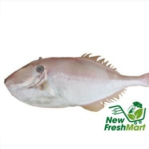 Cá Bò Da Nguyên Con Cá Bò Da Nguyên Con