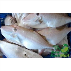 Cá Bò Da Nguyên Con Cá Bò Da Nguyên Con