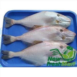 Cá Bò Da Nguyên Con Cá Bò Da Nguyên Con