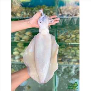 Mực Lá Làm Sạch Mực Lá Làm Sạch