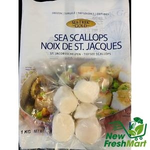 Cồi Sò Điệp Mỹ Size Lớn