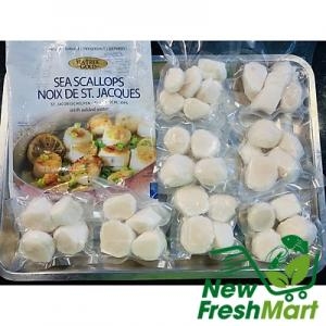 Cồi Sò Điệp Mỹ Size Lớn