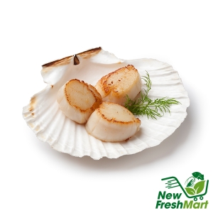 Cồi Sò Điệp Mỹ Size Lớn