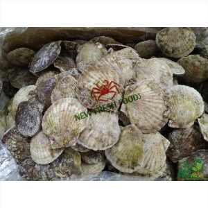 Sò Điệp Nhật Nguyên Con Sống