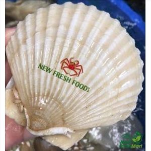 Sò Điệp Nhật Nguyên Con Sống